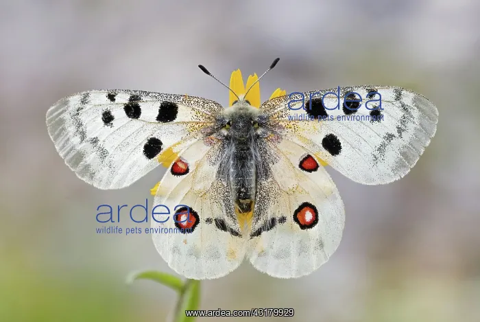 : Red Apollo (parnassius apollo) with wings spread : Red Apollo (parnassius apollo) with wings spread