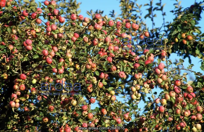  : Red Apple Tree