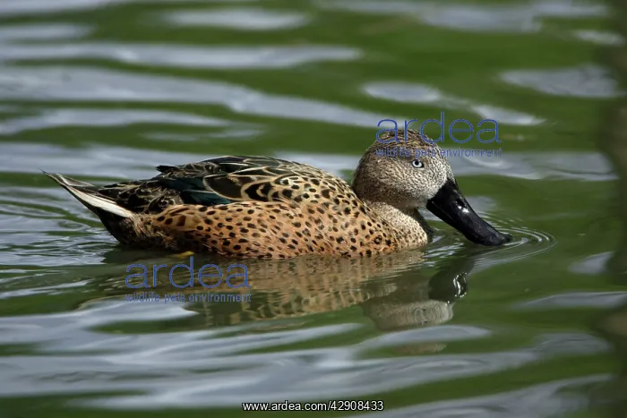 : Red / Argentinian Shoveler - swimming on lake : Red / Argentinian Shoveler - swimming on lake