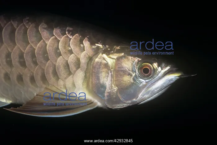 : Red / Asian ARAWANA / Aruana / Arowana - Close : Red / Asian ARAWANA / Aruana / Arowana - Close