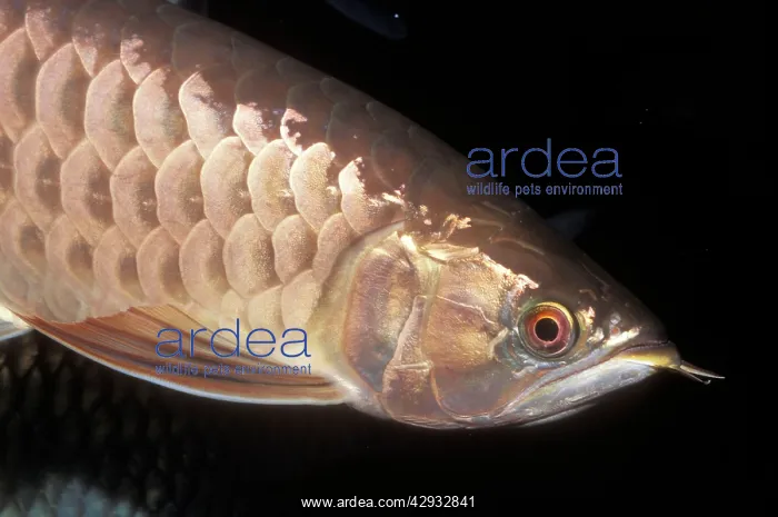  : Red  /  Asian ARAWANA  /  Aruana  /  Arowana - head and scales