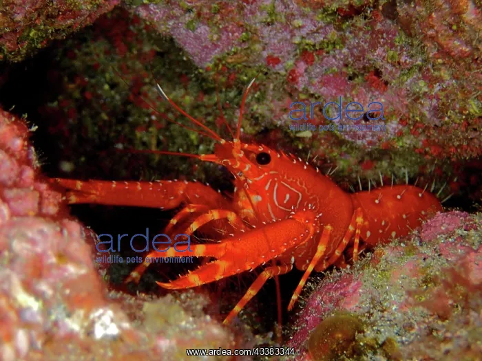 : Red Atlantic Reef Lobster (Enoplometopus antillensis) : Red Atlantic Reef Lobster (Enoplometopus antillensis)