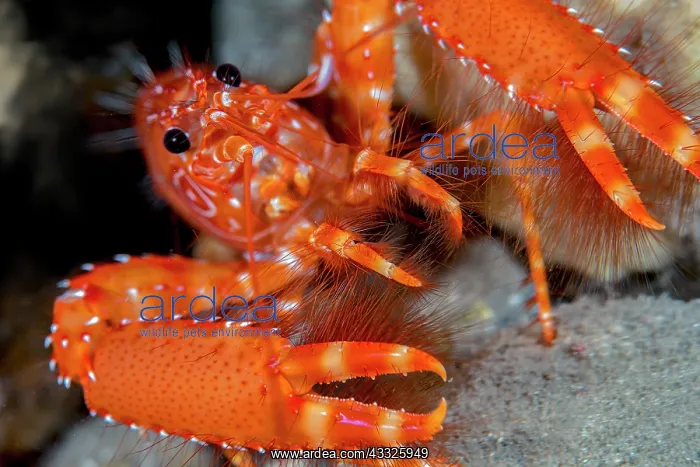 : Red atlantic ref lobster (Enoplometopus antillen : Red atlantic ref lobster (Enoplometopus antillen