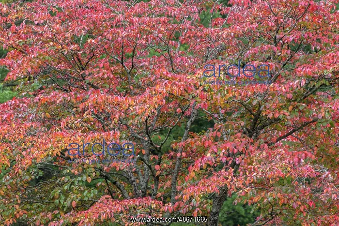 : Red autumn leaves, Kentucky : Red autumn leaves, Kentucky