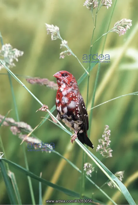 : RED AVADAVIT / Strawberry Finch - perched on grass stem : RED AVADAVIT / Strawberry Finch - perched on grass stem