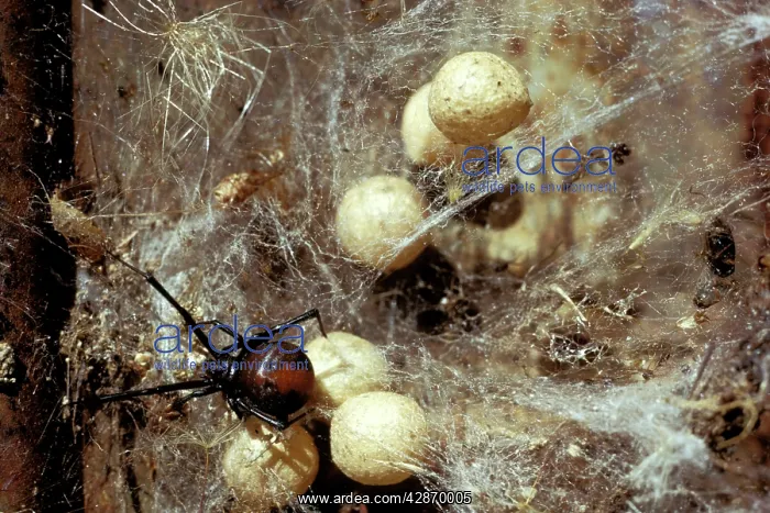  : Red-back Spider - Female and egg sacs in old tin
