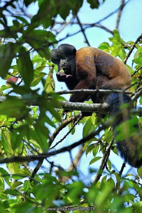: Red-backed Bearded Saki Monkey - eating fruit Rewa : Red-backed Bearded Saki Monkey - eating fruit Rewa