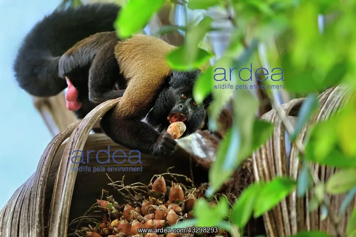 : Red-backed Bearded Saki Monkey - eating palm tree : Red-backed Bearded Saki Monkey - eating palm tree