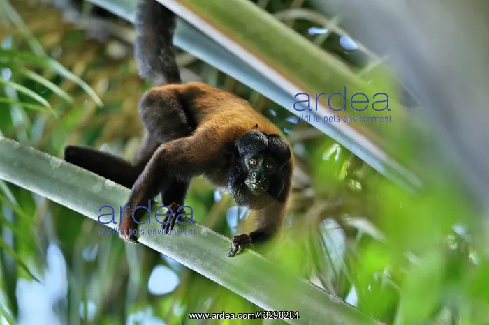: Red-backed Bearded Saki Monkey Rewa River, Province : Red-backed Bearded Saki Monkey Rewa River, Province