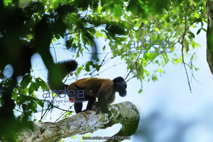 : Red-backed Bearded Saki Monkey Rewa River, Province : Red-backed Bearded Saki Monkey Rewa River, Province