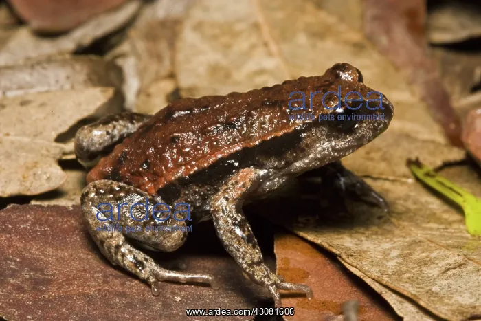 : Red-backed Broodfrog : Red-backed Broodfrog