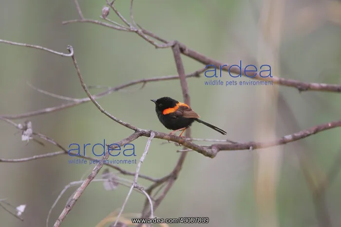 : Red-backed Fairy-Wren : Red-backed Fairy-Wren