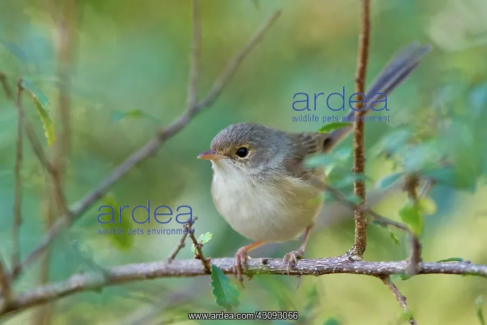 : Red-backed Fairy Wren : Red-backed Fairy Wren