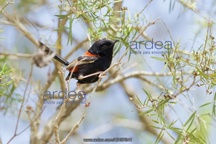 : Red-backed Fairy-Wren : Red-backed Fairy-Wren