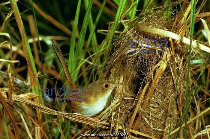 : Red-backed Fairy-wren - Female at nest : Red-backed Fairy-wren - Female at nest