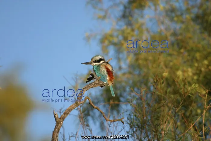 : Red-backed Kingfisher : Red-backed Kingfisher