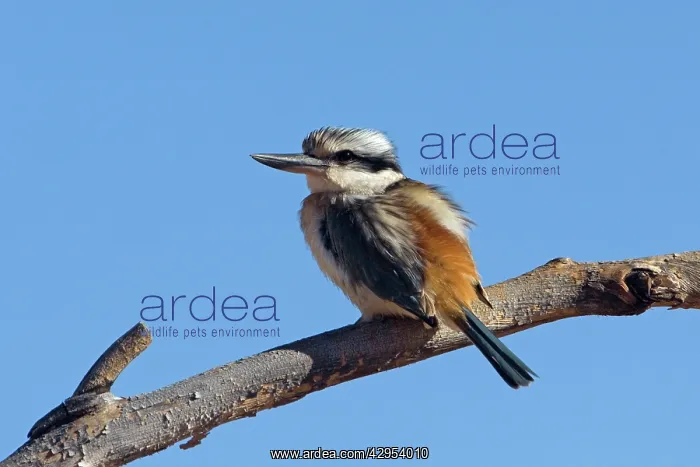 : Red-backed Kingfisher : Red-backed Kingfisher