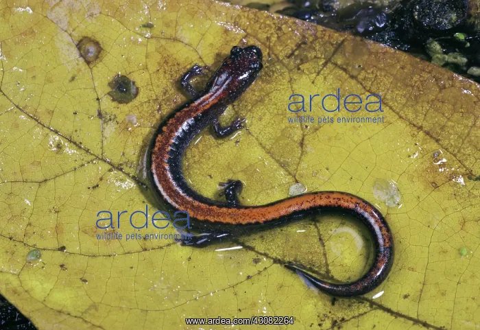  : Red-Backed Salamander