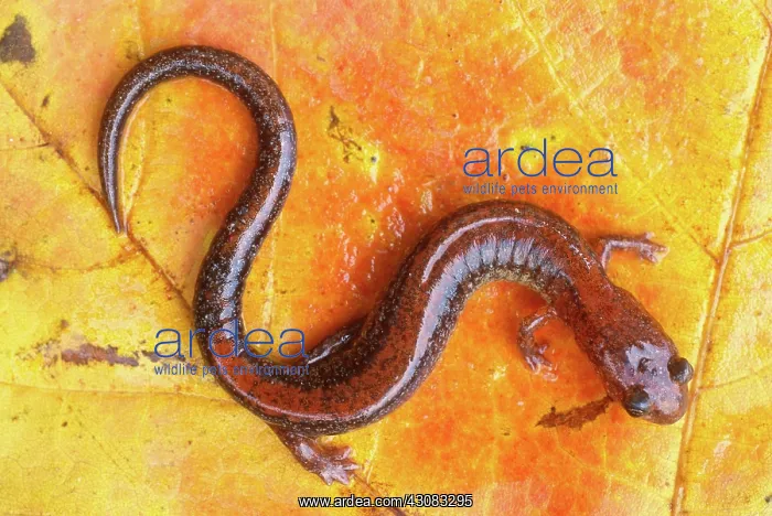 : Red-backed Salamander : Red-backed Salamander