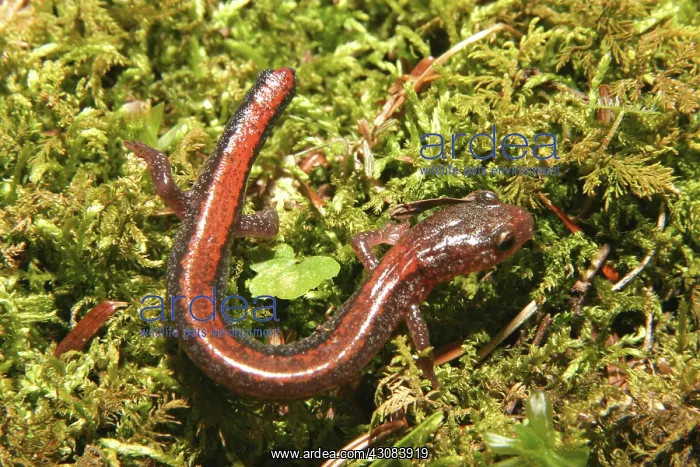 : Red-backed Salamander : Red-backed Salamander
