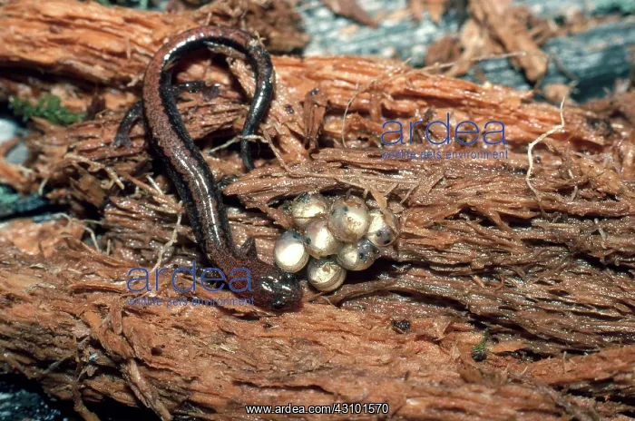 : Red-backed Salamander : Red-backed Salamander