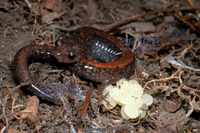 : Red-backed Salamander : Red-backed Salamander