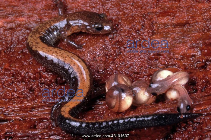 : Red-backed Salamander : Red-backed Salamander