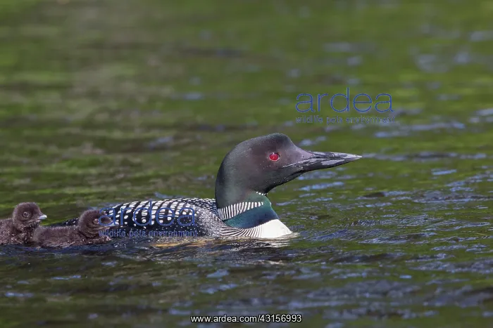 : Red-backed Salamander : Red-backed Salamander