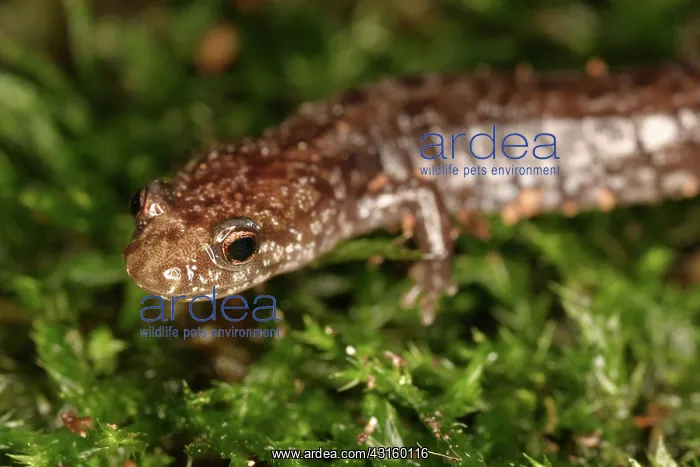 : Red-backed Salamander : Red-backed Salamander