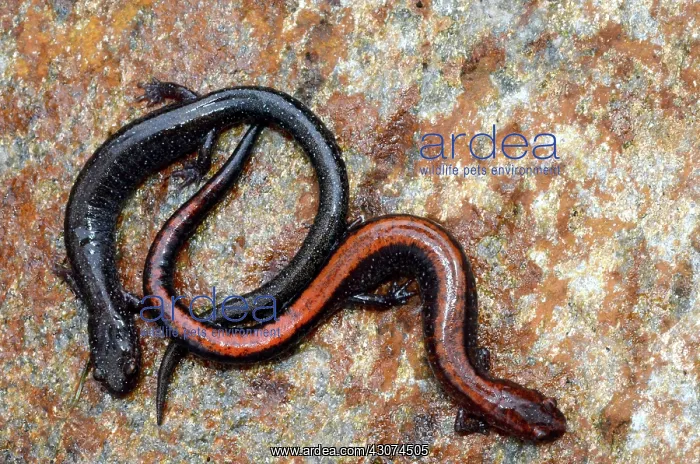 : Red-backed Salamanders : Red-backed Salamanders