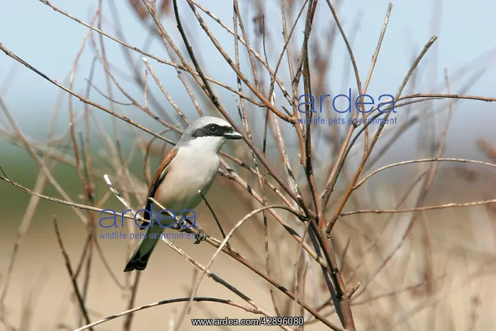 : Red-backed Shrike : Red-backed Shrike