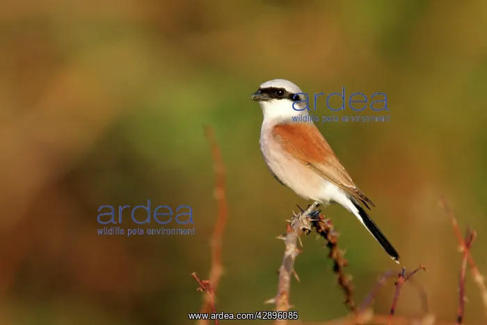 : Red-backed Shrike : Red-backed Shrike