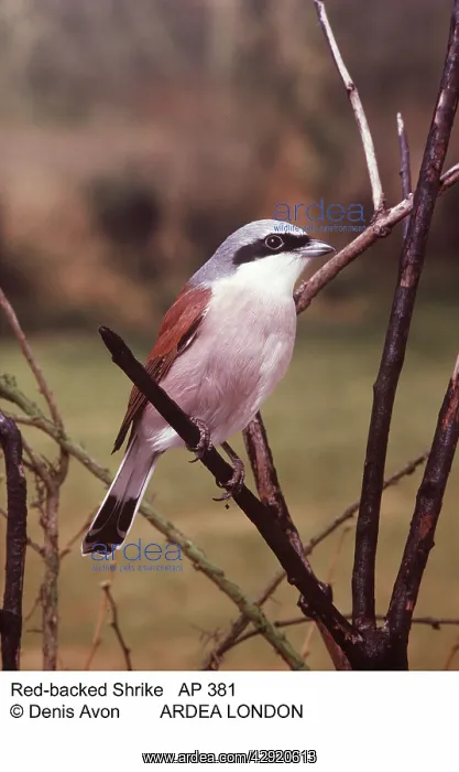  : Red-backed SHRIKE