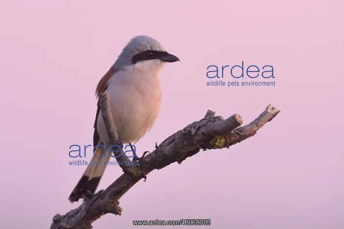 : Red-backed Shrike : Red-backed Shrike