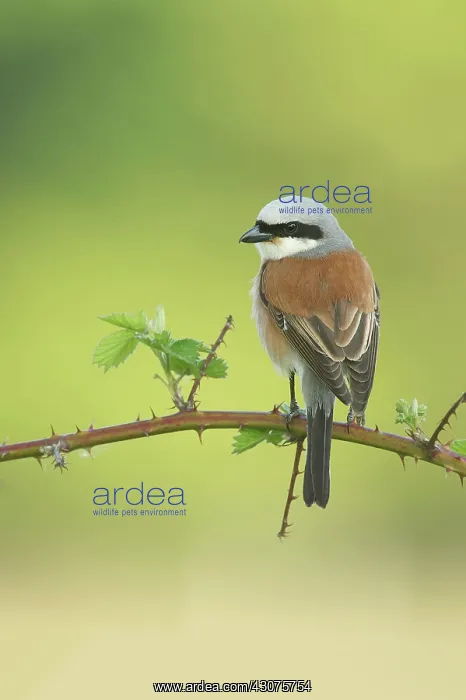 : Red-backed Shrike : Red-backed Shrike