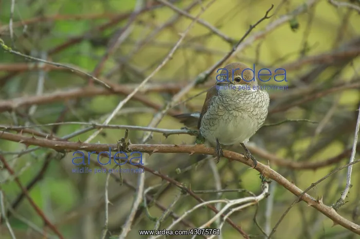 : Red-backed Shrike : Red-backed Shrike
