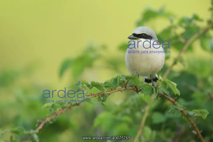 : Red-backed Shrike : Red-backed Shrike