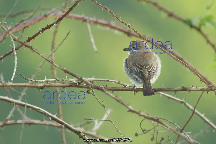 : Red-backed Shrike : Red-backed Shrike