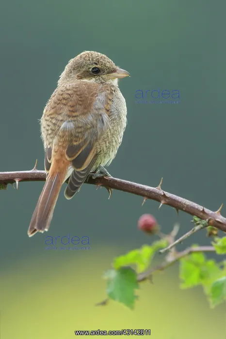 : Red-backed Shrike : Red-backed Shrike