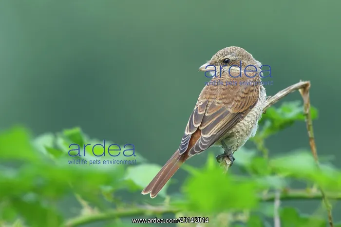 : Red-backed Shrike : Red-backed Shrike