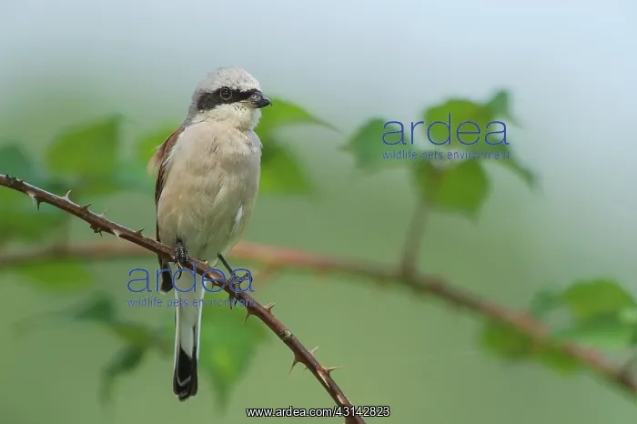 : Red-backed Shrike : Red-backed Shrike