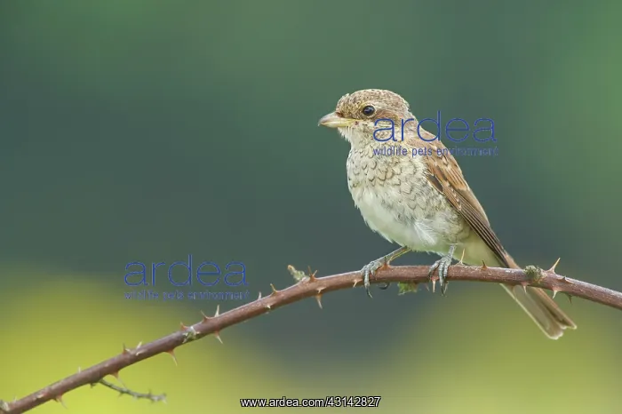 : Red-backed Shrike : Red-backed Shrike