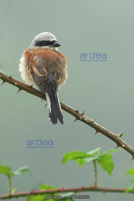 : Red-backed Shrike : Red-backed Shrike
