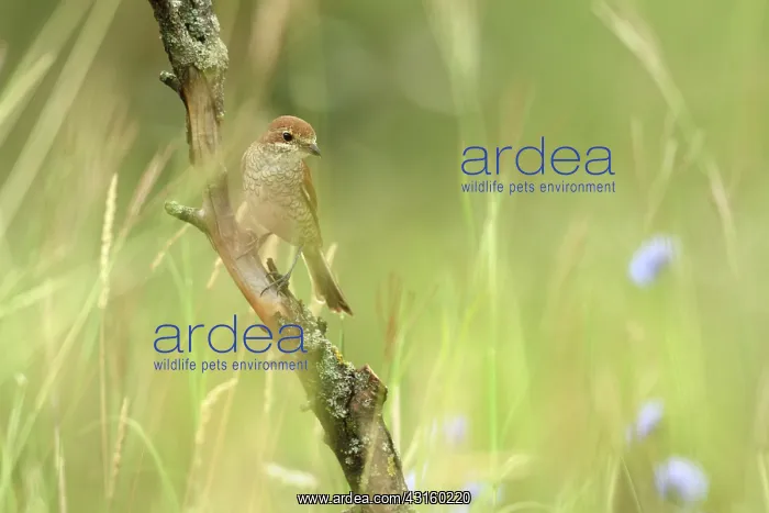 : Red-backed Shrike : Red-backed Shrike