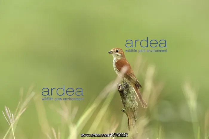 : Red-backed Shrike : Red-backed Shrike