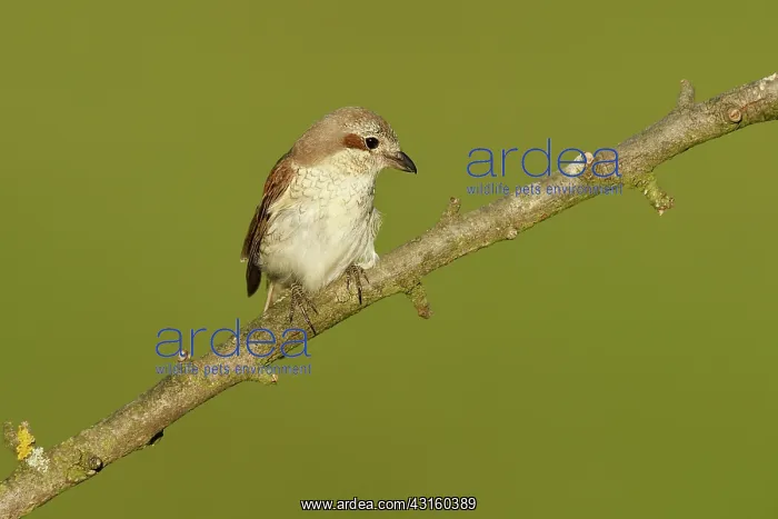 : Red-backed Shrike : Red-backed Shrike