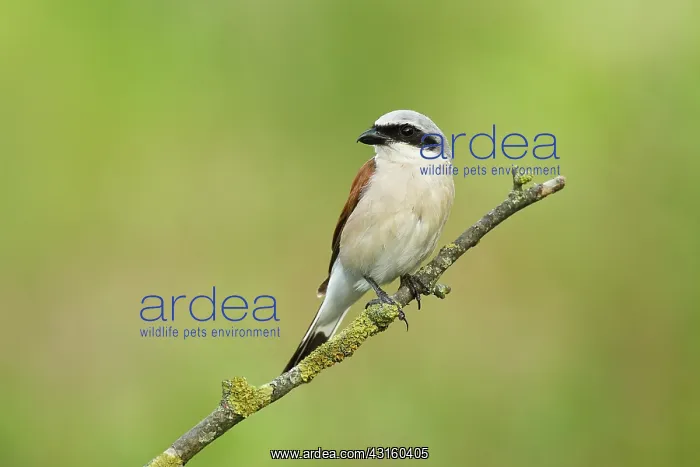 : Red-backed Shrike : Red-backed Shrike