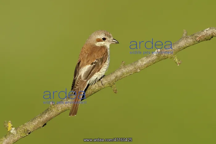 : Red-backed Shrike : Red-backed Shrike