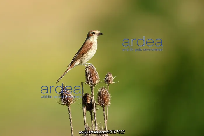 : Red-backed Shrike : Red-backed Shrike