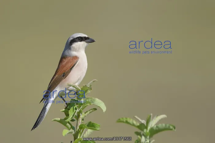 : Red-backed Shrike : Red-backed Shrike